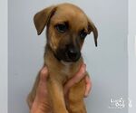 Small Photo #2 Carolina Dog-Unknown Mix Puppy For Sale in Washington, DC, USA