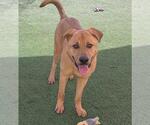 Small #7 Mastador