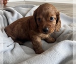 Small Photo #3 Dachshund Puppy For Sale in BROWNSBURG, IN, USA