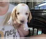Small #5 Basset Hound