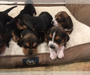 Bagle Hound Puppy for sale in BOWLING GREEN, KY, USA