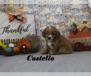 Cavapoo Puppy for sale in CHANUTE, KS, USA