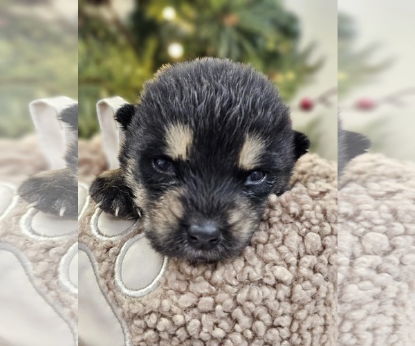 Medium Photo #13 Siberian Husky-Unknown Mix Puppy For Sale in McKinney, TX, USA