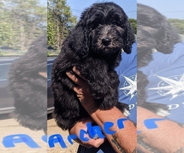 Medium Photo #1 F2 Aussiedoodle Puppy For Sale in OKC, OK, USA