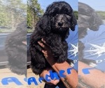 Small Photo #1 F2 Aussiedoodle Puppy For Sale in OKC, OK, USA