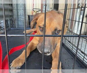 German Shepherd Dog-Unknown Mix Dogs for adoption in San Bernardino, CA, USA