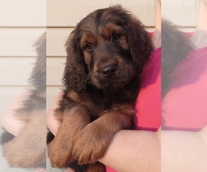 Golden Newfie Doodle Litter for sale in PERU, IN, USA