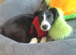 Border Collie Puppy for sale in BROOKLYN, NY, USA