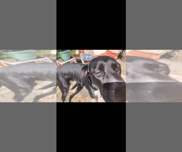 Medium Photo #2 Great Dane-Unknown Mix Puppy For Sale in Bullard, TX, USA