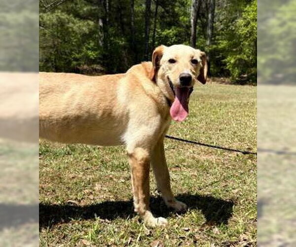 Medium Photo #3 Labralas Puppy For Sale in Attalka, AL, USA