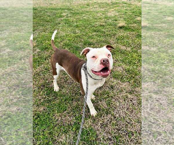 Medium Photo #3 Mutt Puppy For Sale in Abbeville, LA, USA