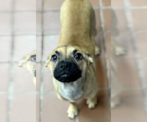 Chug Dogs for adoption in Jefferson, NJ, USA