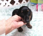 Small #5 Dachshund