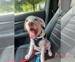 Small #18 Bullboxer Pit