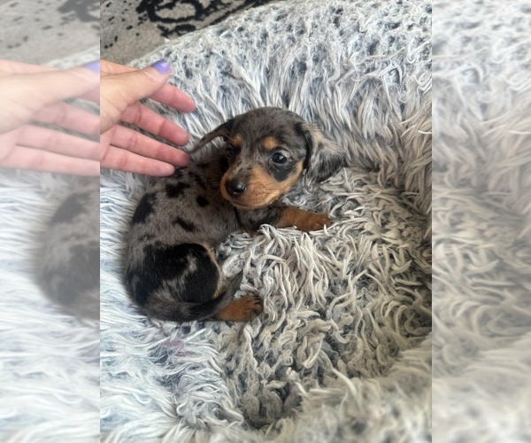 Medium Photo #8 Dachshund Puppy For Sale in SAN DIEGO, CA, USA