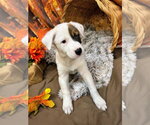 Small Photo #2 Mutt Puppy For Sale in Bryant, AR, USA