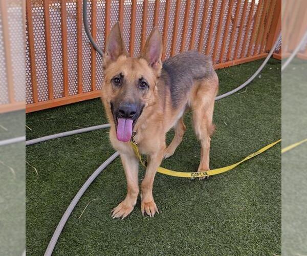 Medium Photo #1 German Shepherd Dog-Unknown Mix Puppy For Sale in Las Vegas, NV, USA