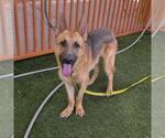 UHTRED - Male German Shepherd Dog-Unknown Mix Dog for Adoption - Small photo