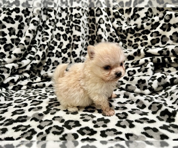 Medium Photo #1 Pomeranian Puppy For Sale in HAYWARD, CA, USA