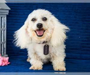 Mother of the Bichon Frise puppies born on 07/25/2025