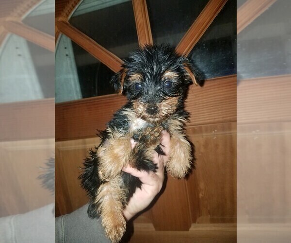 Medium Photo #1 Yorkshire Terrier Puppy For Sale in SPENCER, TN, USA