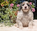 Small #1 Miniature Bernedoodle