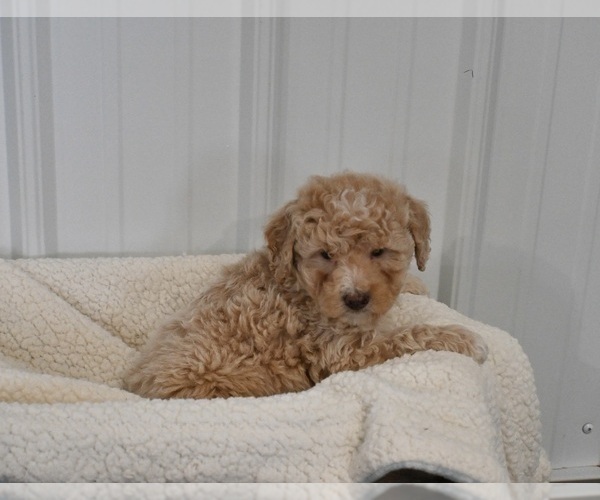 Medium Photo #2 Aussiedoodle Miniature  Puppy For Sale in APPLE CREEK, OH, USA