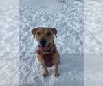 Small #10 Labrador Retriever Mix