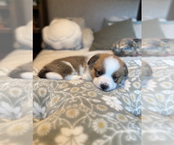 Medium Photo #10 Pembroke Welsh Corgi Puppy For Sale in GRAND RAPIDS, MI, USA