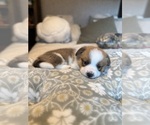 Small #9 Pembroke Welsh Corgi