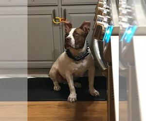 American Staffordshire Terrier-Unknown Mix Dogs for adoption in San Antonio, TX, USA