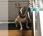 Small American Staffordshire Terrier Mix