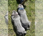 Small Photo #25 Great Dane Puppy For Sale in PINNACLE, NC, USA
