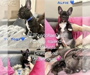 French Bulldog Litter for sale in WESLEY CHAPEL, FL, USA