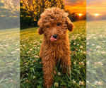 Small #20 Goldendoodle mix (+ Poodle Miniature)
