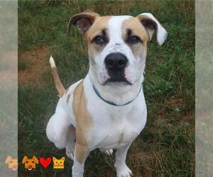 American Pit Bull Terrier-Unknown Mix Dogs for adoption in Center Township, PA, USA