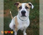 Small American Pit Bull Terrier Mix