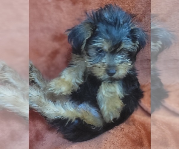 Medium Photo #203 Yorkshire Terrier Puppy For Sale in AKRON, OH, USA