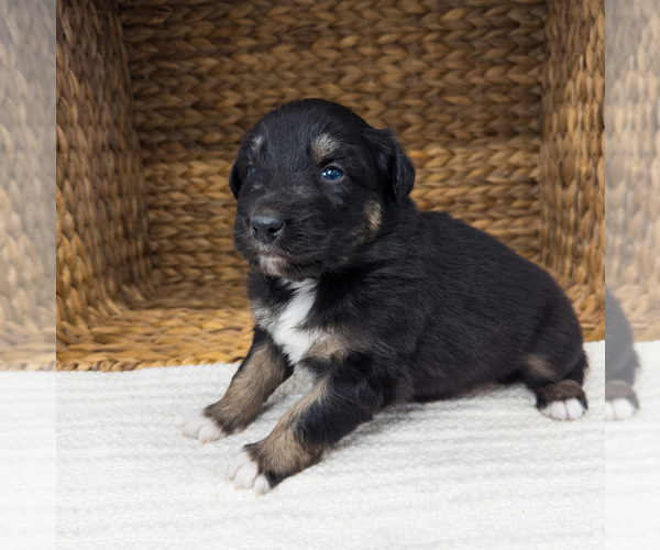 Medium Photo #2 Australian Shepherd Puppy For Sale in UNIONVILLE, IA, USA