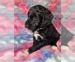 Small #5 Poodle (Standard)