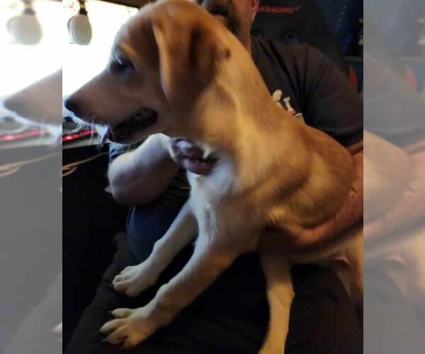 Medium Photo #1 Labrador Retriever-Unknown Mix Puppy For Sale in San Antonio, TX, USA