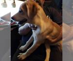 Small Labrador Retriever Mix