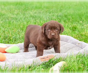 Labrador Retriever Puppy for sale in SYRACUSE, IN, USA