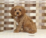 Small #3 Cavapoo (Miniature)
