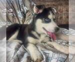 Small Photo #1 Siberian Husky Puppy For Sale in HAMBURG, PA, USA