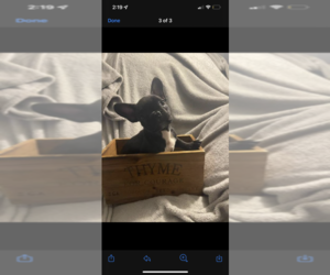 French Bulldog Puppy for sale in PUYALLUP, WA, USA