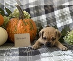 Small #3 Puggle