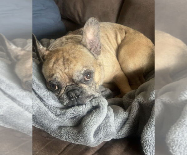 Medium Photo #6 French Bulldog Puppy For Sale in St. Louis Park, MN, USA