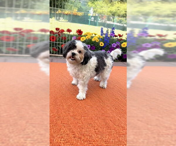 Medium Photo #2 Shih Tzu Puppy For Sale in Weston, FL, USA