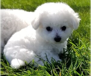 Bichon Frise Puppy for sale in EUGENE, OR, USA